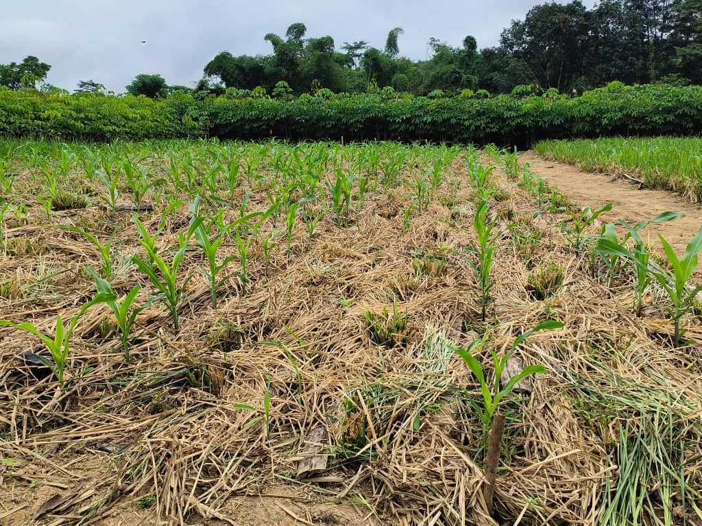 Équipe de terrain en RDC tenant des plants de vétiver sur un site de démonstration.