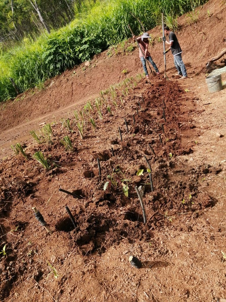 Vetiver slips laid out for planting at a field site.
