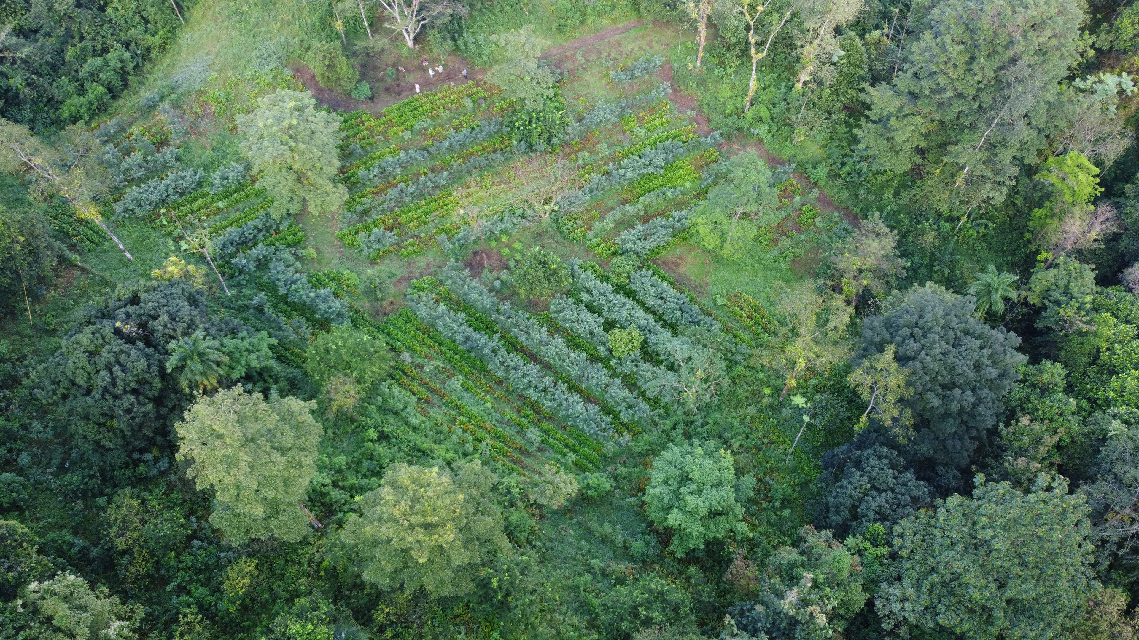Aerial view of land where vetiver projects are active.