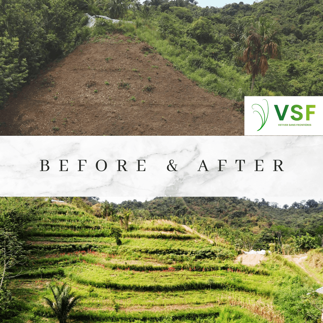 Before and after field comparison showing vegetation recovery on a hillside.