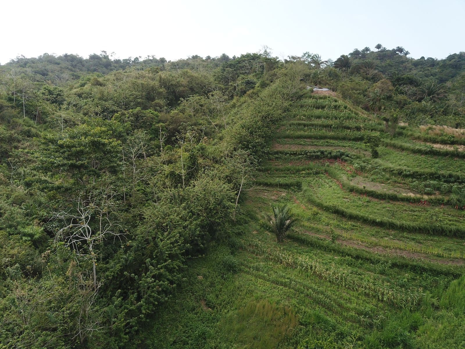 Photo de terrain montrant le travail vetiver dans un paysage réel.