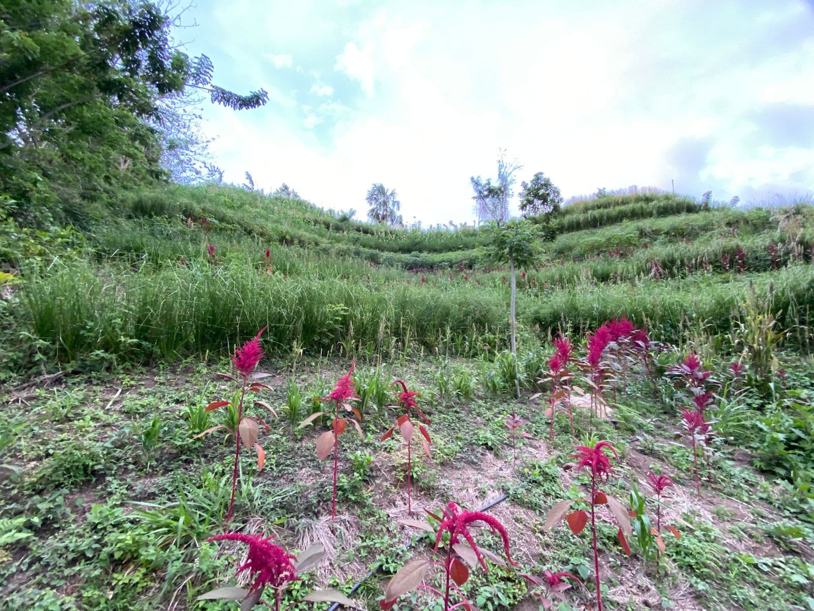 Vetiver planted in contour rows across a cultivated hillside.
