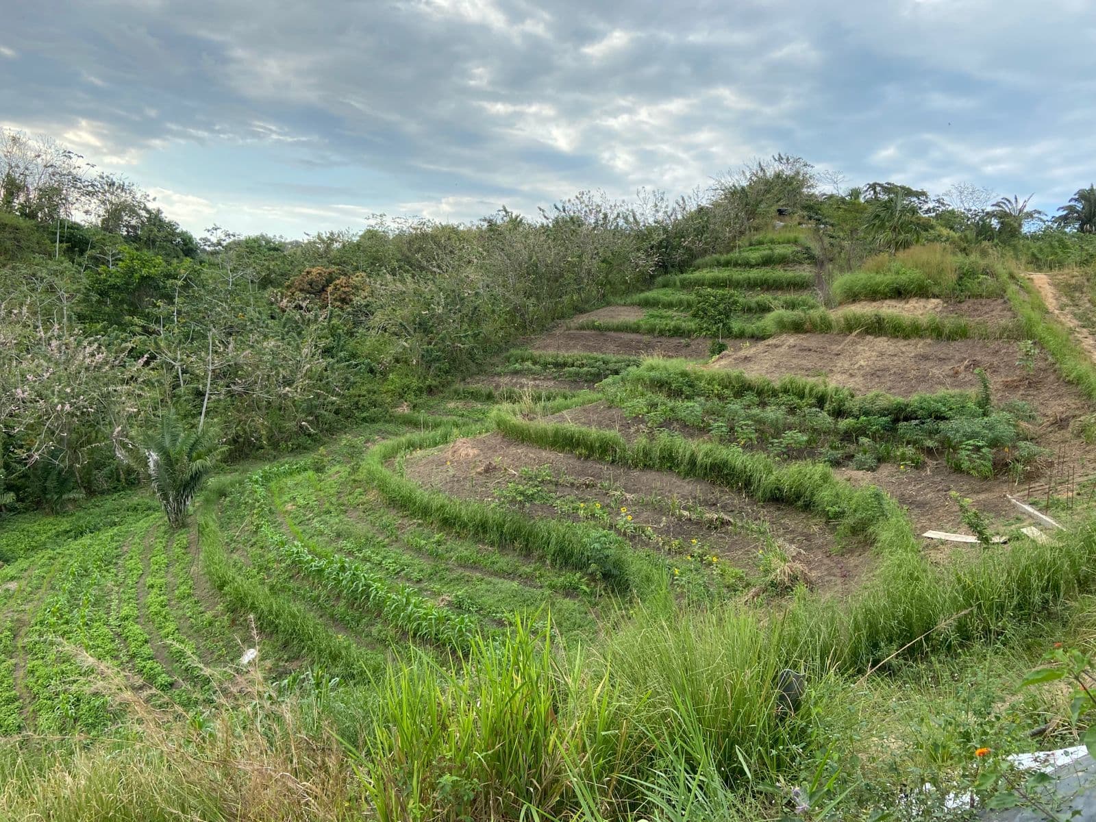 Vetiver hedges established across a cultivated hillside.