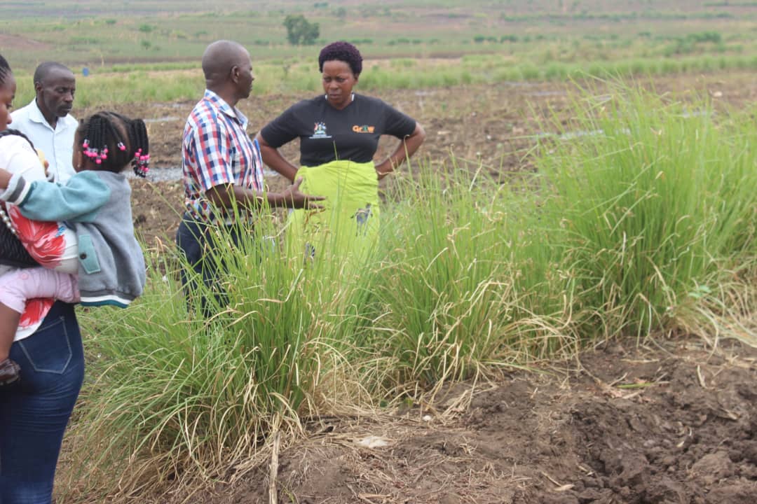 Young vetiver plants growing in a prepared field bed.