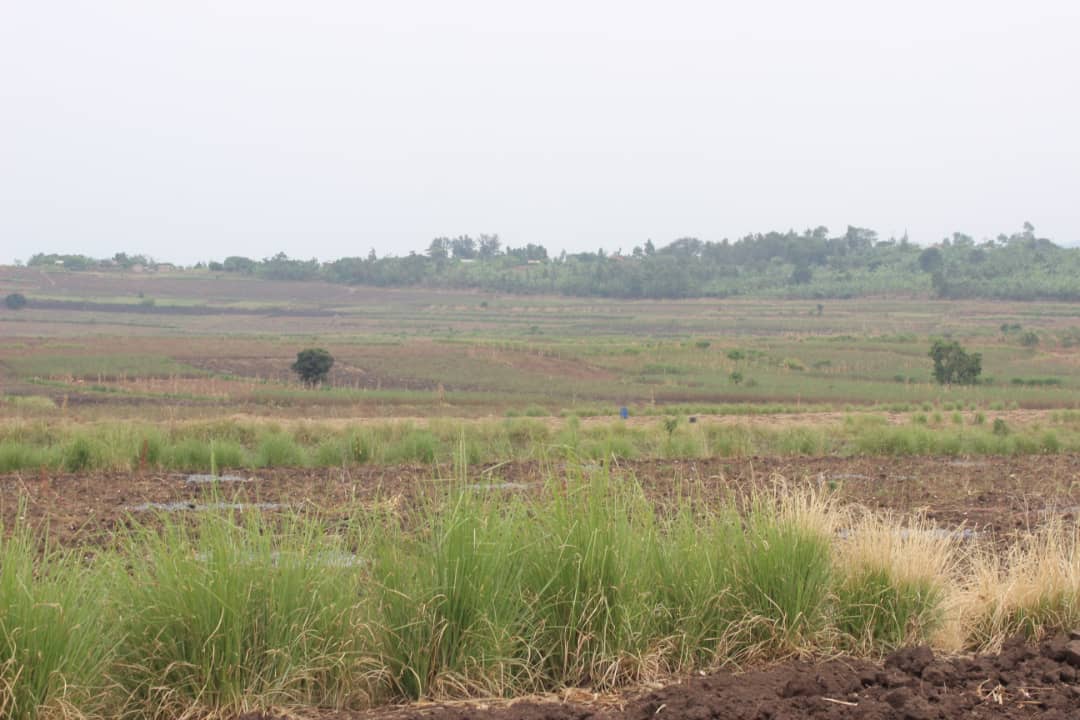 Close field view of vetiver planted on vulnerable soil.