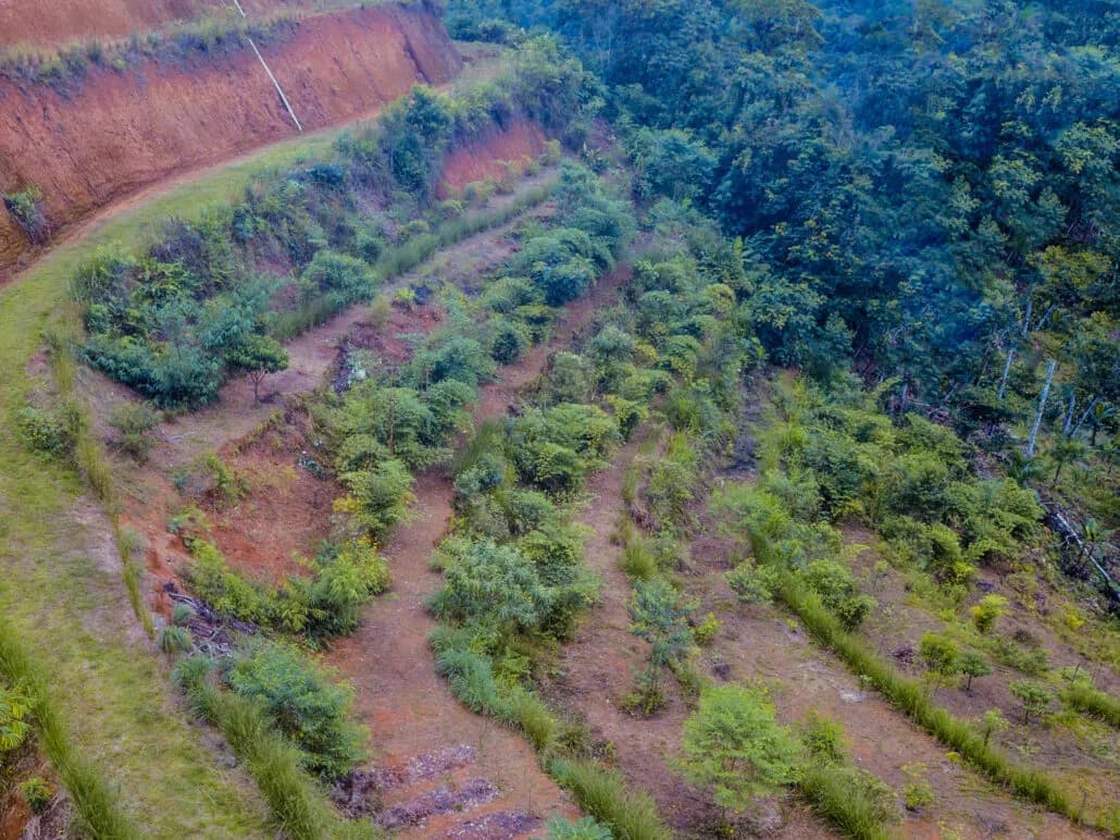 Drone view of Finca Sin Fronteras in Costa Rica after two years of vetiver work.