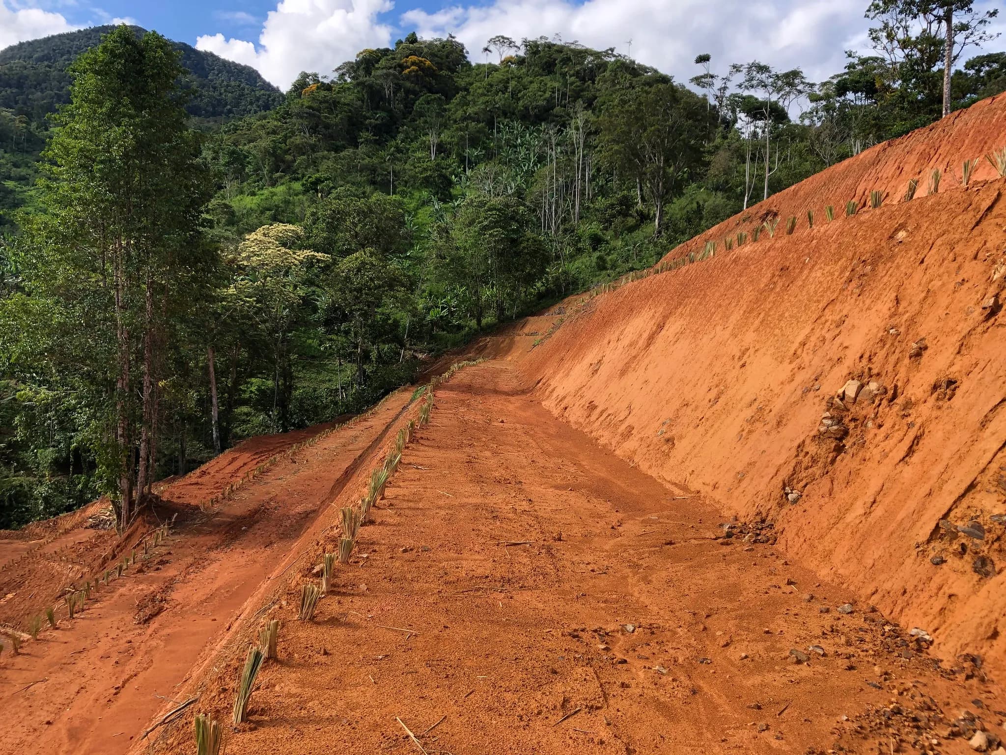 Dense vetiver grass growing in established hedgerows, showing full root establishment.
