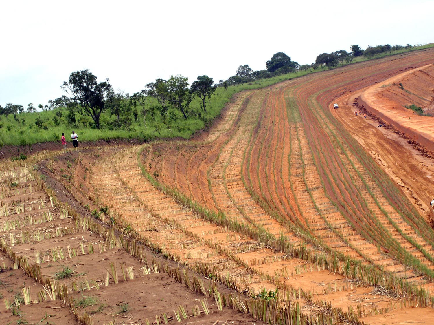 Vetiver planted along a roadside to stabilize land and protect surrounding soil.