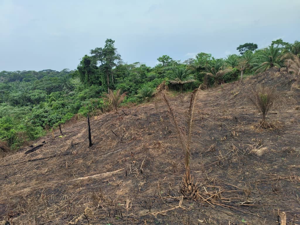 From Fire to Future: Understanding and Breaking the Cycle of Slash-and-Burn Agriculture