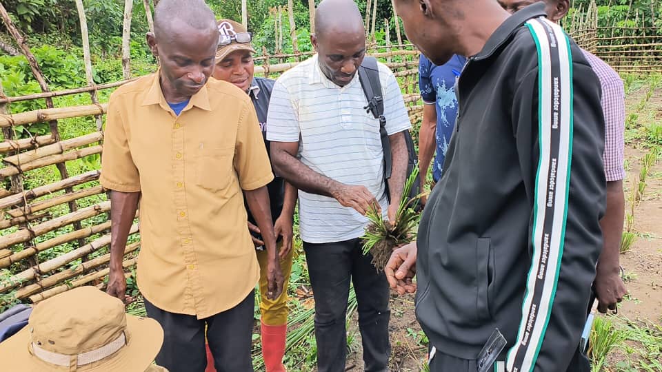 Field partners in the DRC examining vetiver slips before planting.