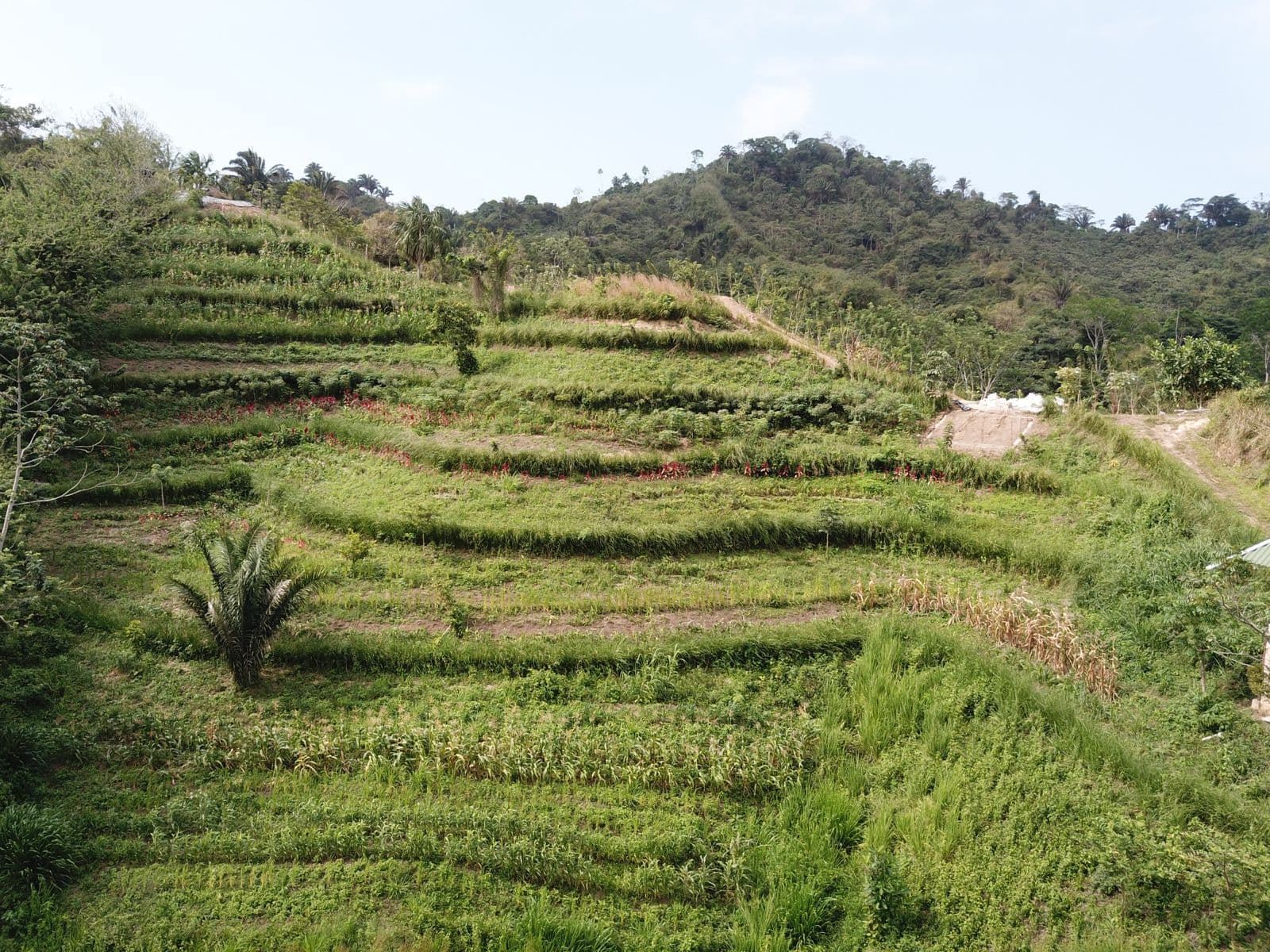 Après : terrasses de vétiver établies à Finca Sin Fronteras
