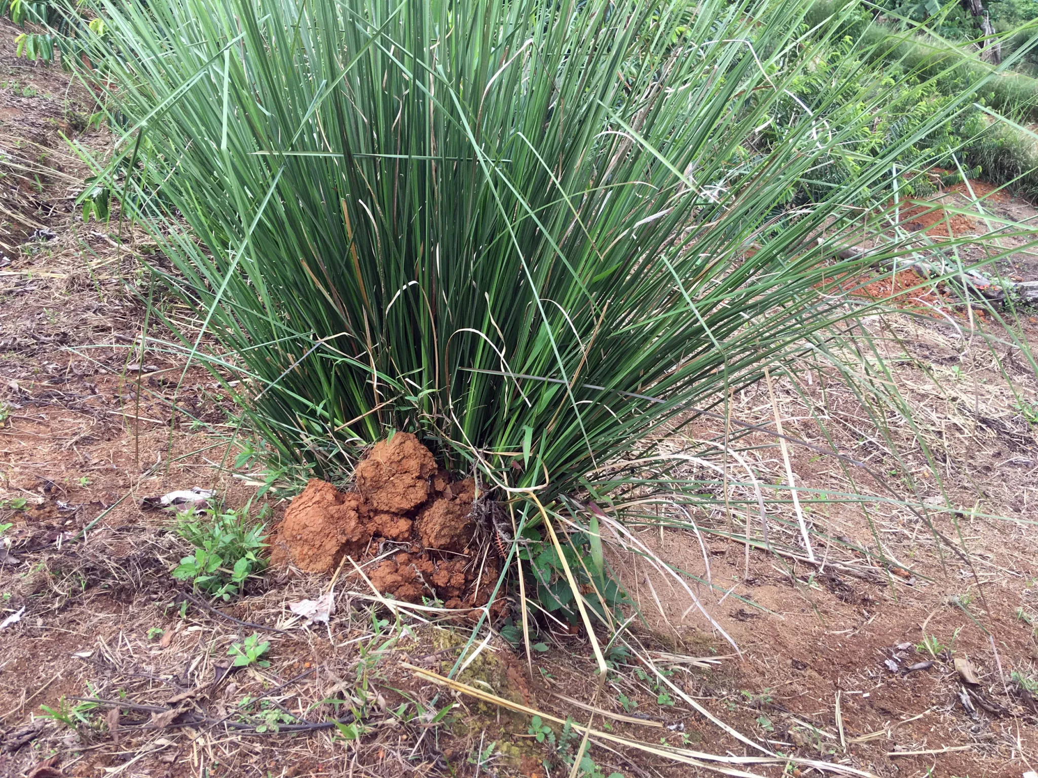 Vetiver System | Vetiver Without Borders